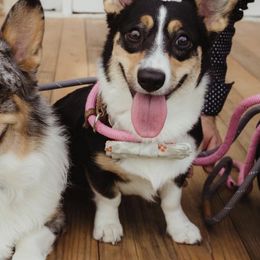 Cardigan Welsh Corgis from White Paws Cardigan Corgis