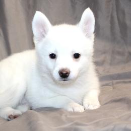 Jack - White male Pomsky puppy in Uintah County, Utah from Bingo's Wolfhounds, Lollipop Pomskies