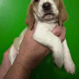 Red Girl - Mahogany and white female Basset Hound puppy in Fayetteville, Arkansas from Heyliger Hounds