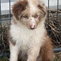 Bronze - Red merle male Miniature Australian Shepherd puppy in Gatesville, Texas from Southern Promise Aussie’s