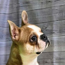 Bandit - Boston Terrier