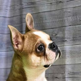 Bandit - Boston Terrier