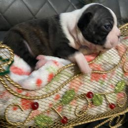 Boston Terrier Puppies from Boston Terriers