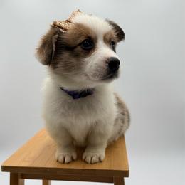 Tinker bell - Fawn female Pembroke Welsh Corgi puppy in Vacaville, California from Hope_4thebay_Corgis