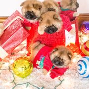 Chow Chow Puppies from Cameo Chows