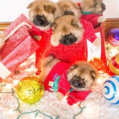 Chow Chow Puppies from Cameo Chows