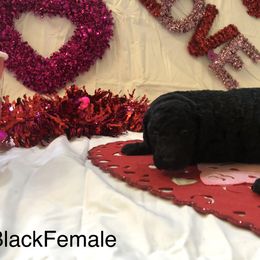 Poodle Puppies from Wild Orchid Poodles