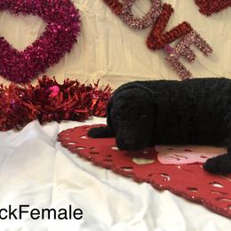Poodle Puppies from Wild Orchid Poodles
