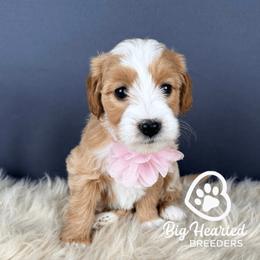Ruby - Apricot female Goldendoodle puppy in Utah County, Utah from Big Hearted Breeders