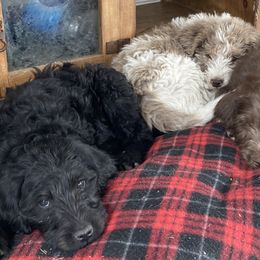Labradoodle Puppies from Daisy's Labradoodles