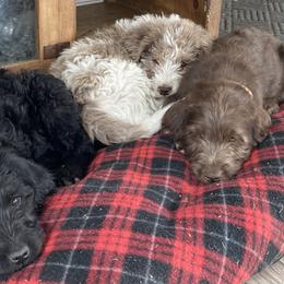 Labradoodle Puppies from Daisy's Labradoodles