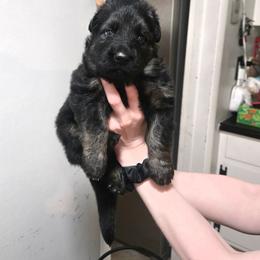 Green collar - Black and red male German Shepherd puppy in Bethel, Ohio from Hughes Shepherds