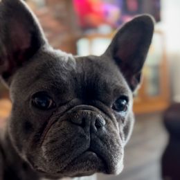 Rogue - French Bulldog