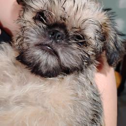 Squatch - Red male Brussels Griffon puppy in Croswell, Michigan from Pine Haven Brussels Griffons LLC