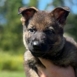 Purple - Sable female German Shepherd puppy in Canterbury, Connecticut from Nachtwaechter German Shepherds, LLC