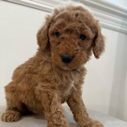 Blue collar boy - Red  male Goldendoodle puppy in Ridgewood, New Jersey from Jessie’s Doodles