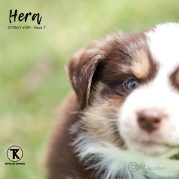 Australian Shepherd, Miniature American Shepherd, Miniature Australian Shepherd, and Toy Australian Shepherd Puppies from TK Standard, Mini, & Toy Aussies