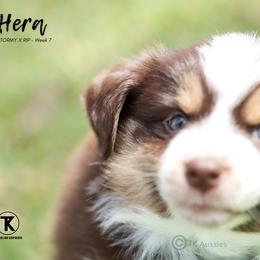Australian Shepherd, Miniature American Shepherd, Miniature Australian Shepherd, and Toy Australian Shepherd Puppies from TK Standard, Mini, & Toy Aussies