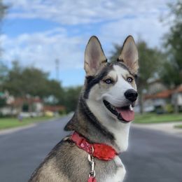 Siberian Huskies from Alessandra's Huskies