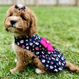 Cavapoo and Cockapoo Puppies from Benji’s Cockapoos