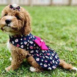Cavapoo and Cockapoo Puppies from Benji’s Cockapoos