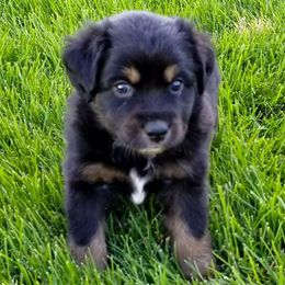 Miniature Australian Shepherd and Toy Australian Shepherd Puppies from Johnson's Australian Shepherds