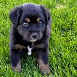 Miniature Australian Shepherd and Toy Australian Shepherd Puppies from Johnson's Australian Shepherds