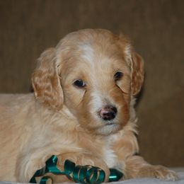 Double Doodle, Goldendoodle, and Poodle Puppies from Top of the Hill Doodles