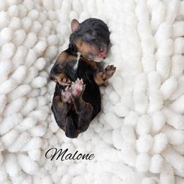 Malone - Phantom male Goldendoodle puppy in from Pink Poodles and Doodles