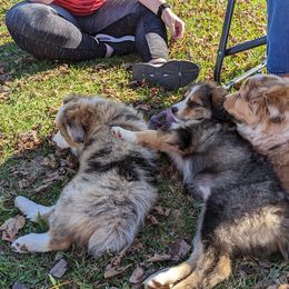 Aussiedoodle, Australian Shepherd, Bernedoodle, Cockapoo, and Poodle Puppies from Sis' Doodles & Poodles