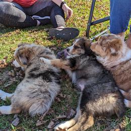 Aussiedoodle, Australian Shepherd, Bernedoodle, Cockapoo, and Poodle Puppies from Sis' Doodles & Poodles