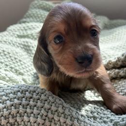 Sprinkles - Dapple female Dachshund puppy in Vancouver, Washington from Cascade Minis