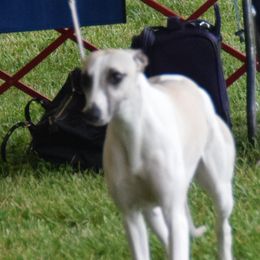 Chihuahuas and Whippets from Kemar