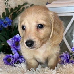 Bruh - Cream male Dachshund puppy in Lakeland, Florida from Buckwild Doxies