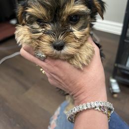 Chihuahua, Morkie, and Yorkshire Terrier Puppies from Patty’s Paws