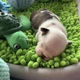 Girl 2 - Red brindle and white female Bulldog puppy in Tierra Verde, Florida from Destiny Kennel