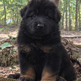 Green Collar - Male - Black and red male German Shepherd puppy in Charlotte, North Carolina from Zuflucht K9s