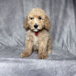 Penny's Red Collar Female - female Goldendoodle puppy in Piedmont, South Carolina from The Farm at Saluda Ridge