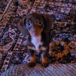 Winning - Chocolate and tan female Dachshund puppy in Phoenix, Arizona from AZ's Prestigious Minature Dachshunds