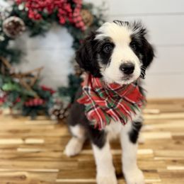 CASH Cashmere - male Australian Mountain Doodle puppy in Taylors, South Carolina from Aspen Mountain Doodles LLC