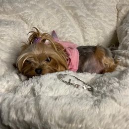 Yorkshire Terriers from Yorkie Bundles of Joy