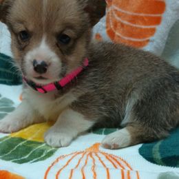 Pembroke Welsh Corgi Puppies from Episode Corgis