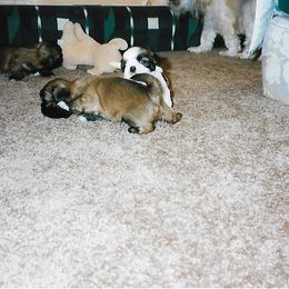 Shih Tzu Puppies from Shih Tzu Dreams Come True