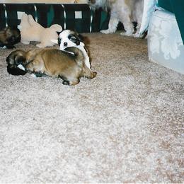 Shih Tzu Puppies from Shih Tzu Dreams Come True