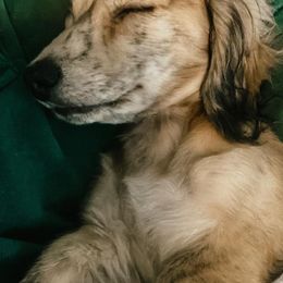 Dachshunds from Rosie Posie Doxies