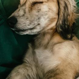 Dachshunds from Rosie Posie Doxies
