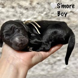 Smore- Tan Collar - Black male Goldendoodle puppy in Bay City, Texas from Charming Doods
