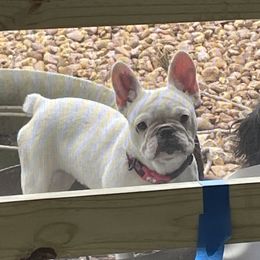 Ivy  - French Bulldog