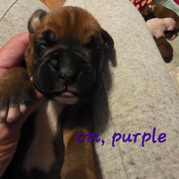 Purple male, classic fawn - Fawn male Boxer puppy in Farmington, Pennsylvania from Impression's Boxers