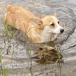 Juno - Fawn female Pembroke Welsh Corgi puppy in Jenkinsburg, Georgia from Red Elephant Farms